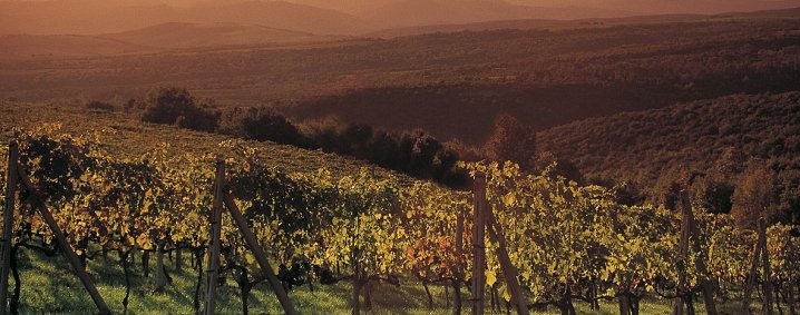 Toscane wijn tours :: Val d'Orcia